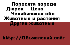 Поросята порода Дюрок  › Цена ­ 3 500 - Челябинская обл. Животные и растения » Другие животные   